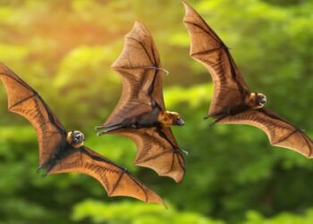 Наведення на ціль у кажанів порівняли з бойовою ракетою — ТЕХНОЛОГИИ