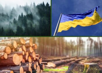 В Україні з шахрайством в лісовій галузі будуть боротися завдяки фотографії – ЭКОНОМИКА