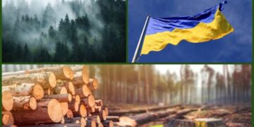В Україні з шахрайством в лісовій галузі будуть боротися завдяки фотографії – ЭКОНОМИКА