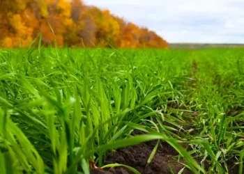 На Херсонщині внаслідок ворожого обстрілу знищені 25 га озимої пшениці – ЭКОНОМИКА