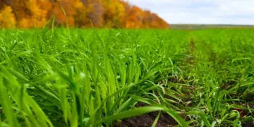 На Херсонщині внаслідок ворожого обстрілу знищені 25 га озимої пшениці – ЭКОНОМИКА