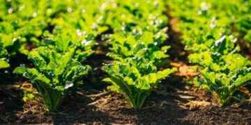 Озвучено фітосанітарний стан посівів цукрового буряка в Україні – ЭКОНОМИКА