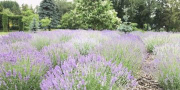 Безкоштовні лавандові місця з’явилися на Тернопільщині