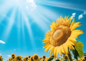 Аналітики прогнозують зниження світового врожаю соняшнику – ЭКОНОМИКА