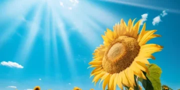 Аналітики прогнозують зниження світового врожаю соняшнику – ЭКОНОМИКА