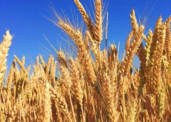 Стало відомо, як в Україні змінилися ціни на пшеницю – ЭКОНОМИКА