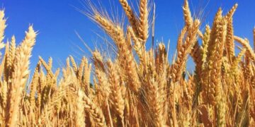 Стало відомо, як в Україні змінилися ціни на пшеницю – ЭКОНОМИКА