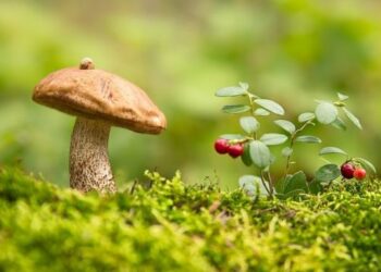 На Житомирщині розпочався сезон лісових ягід і грибів – ЭКОНОМИКА