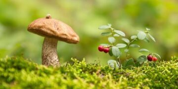 На Житомирщині розпочався сезон лісових ягід і грибів – ЭКОНОМИКА