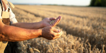 Ефективні схеми добрива для підвищення врожайності | Терміново новини Тернополя