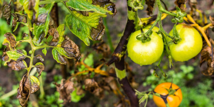 Фітофтору помідорів легше попередити, ніж вилікувати: поради фахівчині, як зберегти врожай томатів