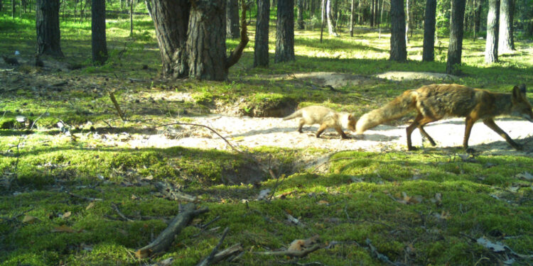 Фотопастка в заповіднику на Житомирщині піймала багатодітну лисицю з грайливими малюками | Журнал Житомира