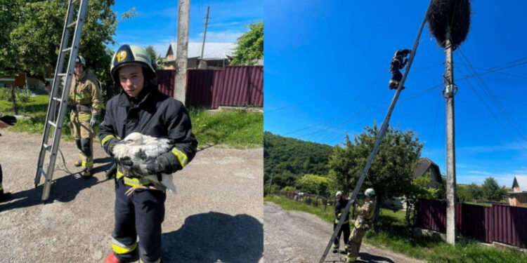 Лелеченя випало з гнізда на Тернопільщині – фото порятунку