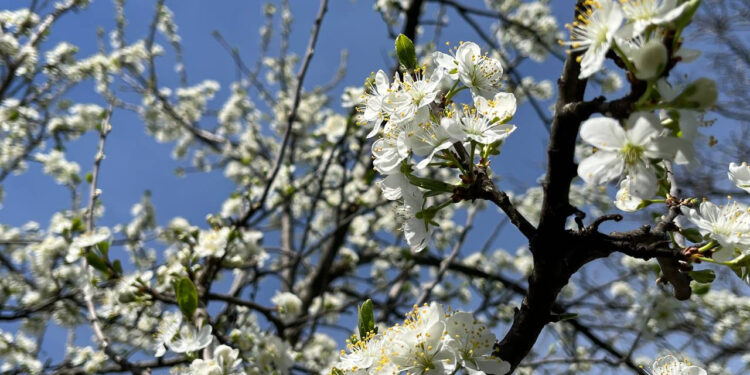 Мінлива хмарність та помірний дощ: якою буде погода на Прикарпатті 17 червня