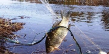 На Черкащині браконьєри наловили риби на понад півмільйона 