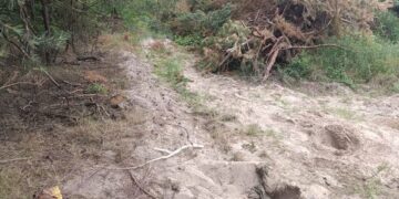 На Черкащині пасажир убив таксиста та сховав тіло у лісосмузі — Новости Черкасс