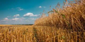 На Черкащині розпочався сезон збору врожаю