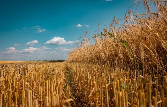 На Черкащині розпочався сезон збору врожаю