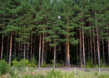 На Черкащині земельну ділянку лісового фонду повернули державі 