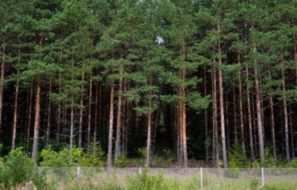 На Черкащині земельну ділянку лісового фонду повернули державі