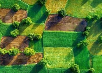 На Миколаївщині викрили шахрайство з землею вартістю понад мільярд гривень