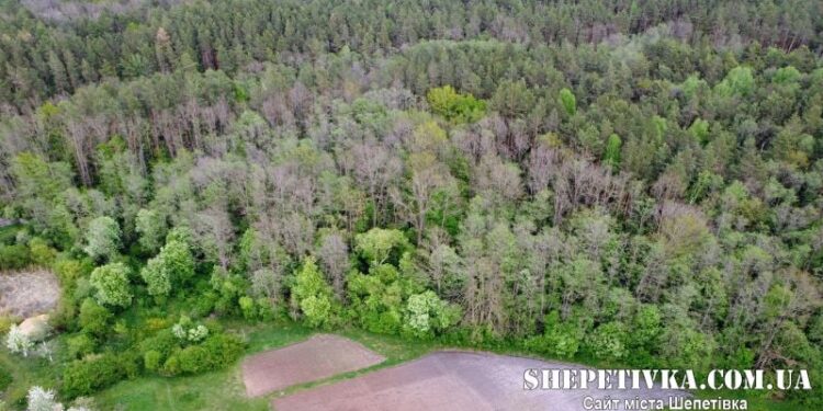 На Шепетівщині повернули державі понад 284 га лісу —Хмельнитчина