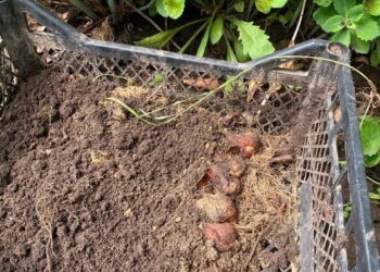 На території Дорогобузької школи невідомі знищили клумби: шукають «героїв»