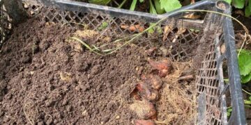 На території Дорогобузької школи невідомі знищили клумби: шукають «героїв»