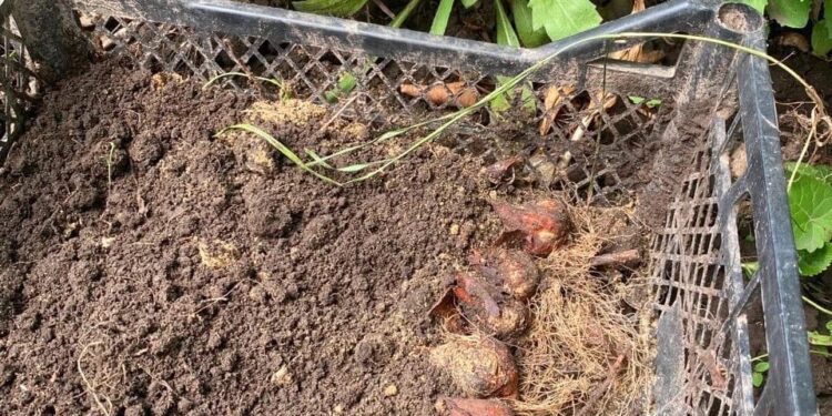 На території Дорогобузької школи невідомі знищили клумби: шукають «героїв»