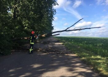На Звенигородщині після негоди на проїжджу частину впало дерево