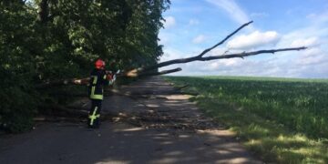 На Звенигородщині після негоди на проїжджу частину впало дерево