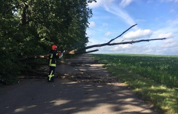 На Звенигородщині після негоди на проїжджу частину впало дерево