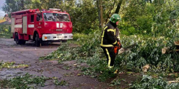 Негода повалила дерева на Житомирщині та знеструмила населені пункти | Журнал Житомира