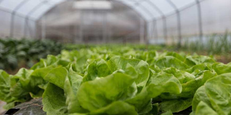 Площею понад шість гектарів: у Богородчанах запрацює тепличне господарство