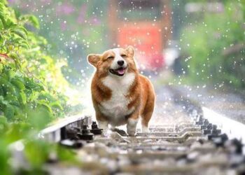 Погода у Запоріжжі 20 та 21 червня – що обіцяють синоптики найближчими днями  | Новости Запорожья