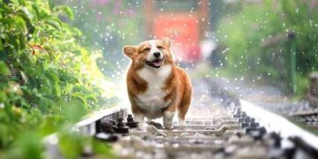 Погода у Запоріжжі 20 та 21 червня – що обіцяють синоптики найближчими днями | Новости Запорожья