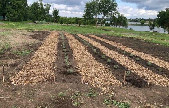 У Чорнобаї випускники висадили більше півсотні кущів лаванди