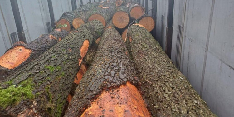 У Курненській громаді поліцейські затримали автомобіль з нелегальним лісом | Журнал Житомира