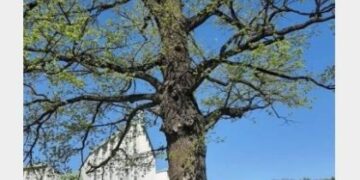 У Львові обмежать паркування біля 180-річного дуба на Червоної Калини