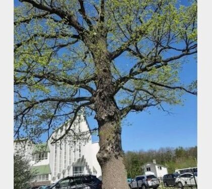 У Львові обмежать паркування біля 180-річного дуба на Червоної Калини