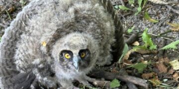 У Смілі рятували пташеня вухатої сови (ФОТО)