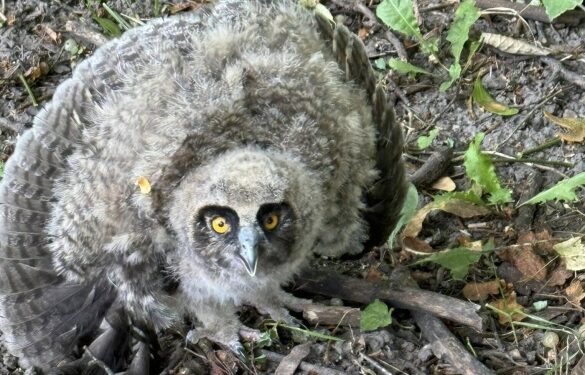 У Смілі рятували пташеня вухатої сови (ФОТО)