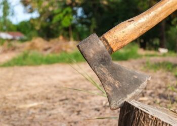 У Запоріжжі керівники ОСББ незаконно зрубали два дерева – деталі | Новости Запорожья