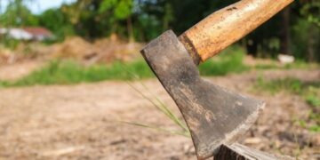 У Запоріжжі керівники ОСББ незаконно зрубали два дерева – деталі | Новости Запорожья