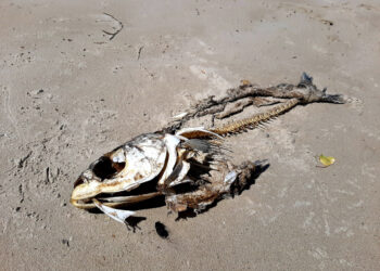 У Запоріжжі зафіксували масову загибель риби | Новости Запорожья