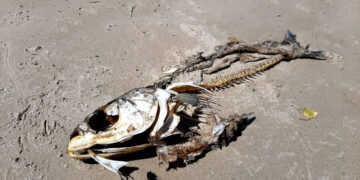 У Запоріжжі зафіксували масову загибель риби | Новости Запорожья