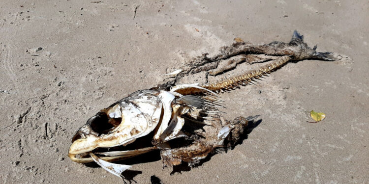 У Запоріжжі зафіксували масову загибель риби | Новости Запорожья