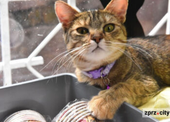 У Запоріжжі затопили котокафе Мурляндія | Новости Запорожья