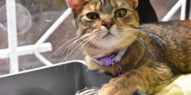 У Запоріжжі затопили котокафе Мурляндія | Новости Запорожья