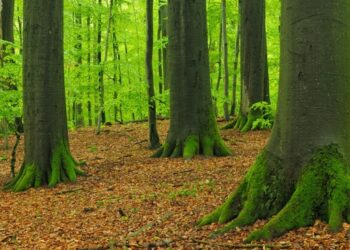 Віддали ліси на понад 80 мільйонів гривень: на Миколаївщині передали заповідний фонд у комунальну власність